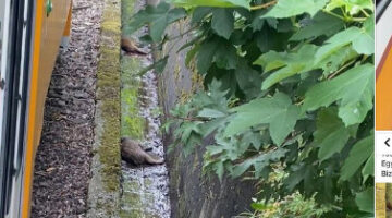 Képernyőkép 2022-06-01 203818