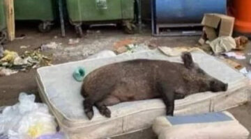 Képernyőkép 2022-09-09 101553