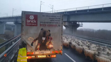 Képernyőkép 2023-01-14 182842