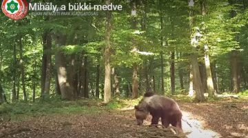 Képernyőkép 2023-05-17 061356