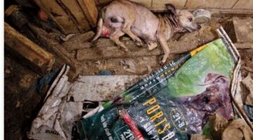 Képernyőkép 2024-06-19 063140