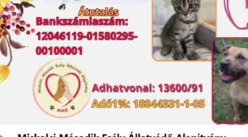 Képernyőkép 2024-11-15 063533