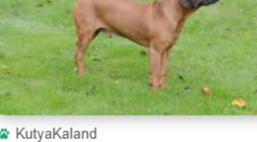 Képernyőkép 2025-01-19 073625