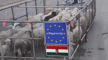 Képernyőkép 2025-05-22 081912