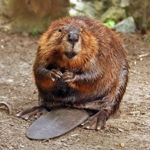 american beaver