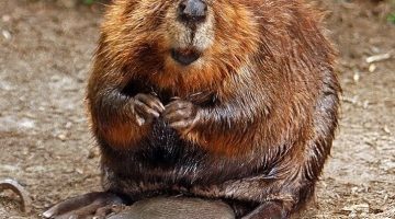 american beaver