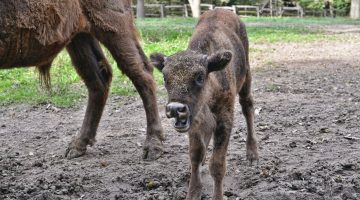 bolenybebi_fotozas_20240925-ot_008