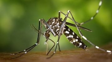 cdc gathany aedes albopictus 1