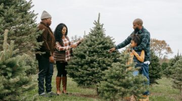 christmas-tree-farm-scaled