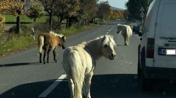 csu2-lovak-37-es-ut-241024-768x511