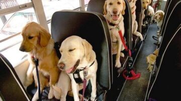 dogs_on_bus