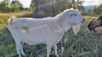 elado bak kecske 4 eves szanentali 80 100 kg 000 fitmax 800x600 2