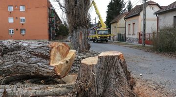 fa_kivagas_torontali_210322ml-0