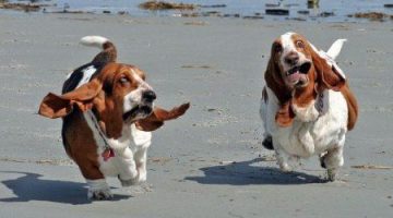funnyrunningbassethound