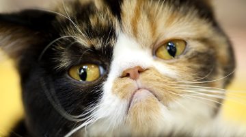 grumpy cat 2