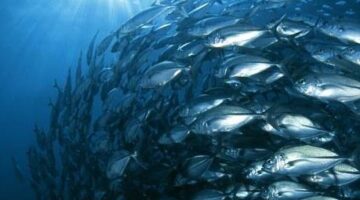 halraj-labda4_1355466472