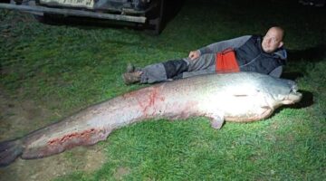 harcsa-bodrog-tokaj-1