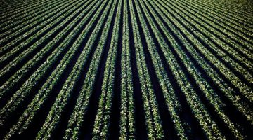 hogyan noveli a hozamot az oltott vetomag primag.hu eszakhirnok com