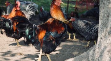 kapunka2