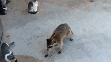 get