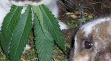 19868769 1250061 c4713f8f134770c95d5af6c1edc831d0 wm