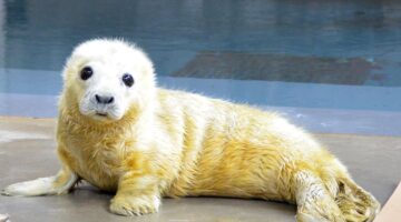 greysealpupday2web