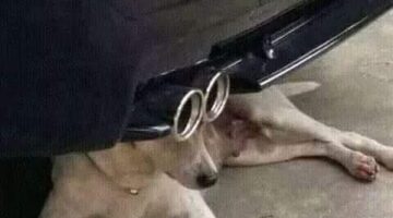 38476934 10156291308131066 2032737871495954432 n