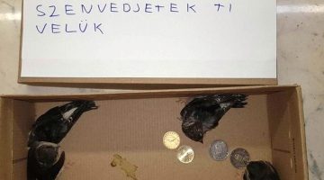 akeponmagaertbeszel 800x600