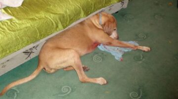 a tamadasban megserult vizsla foto magan 1 500x375