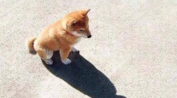 67814506 10157149504451066 3081627666101567488 n