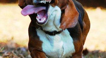 basset hound running 0078 copy