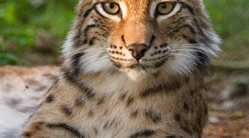 Lynx lynx poing