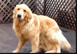 giphy 5