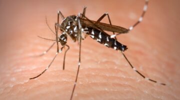Aedes Albopictus