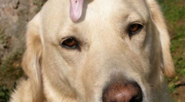 Labrador-Retriever-1