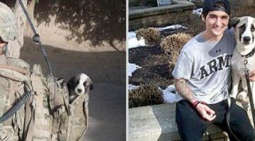 asp 620 pets-before-after-5