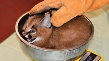 kepernyofoto-2024-10-18-21-49-18-768x512