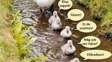 képernyőkép 2025 07 21 084457