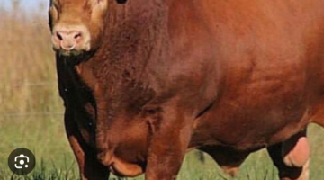 képernyőkép 2025 10 22 052231