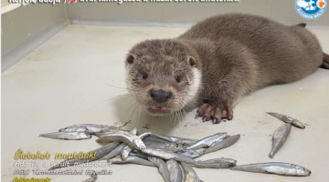 képernyőkép 2026 02 03 185716