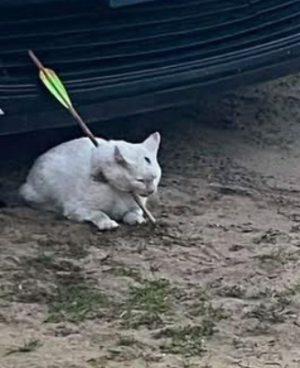 képernyőkép 2026 03 07 191255