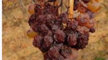 képernyőkép 2026 03 10 101102