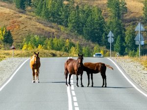 korabban is az utra jutottak a lovak megsem tortent valtozas vadat emeltek a tulajdonos ellen foto northfoto