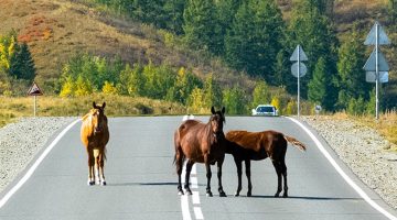 korabban is az utra jutottak a lovak megsem tortent valtozas vadat emeltek a tulajdonos ellen foto northfoto
