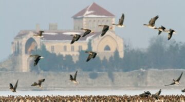 ludak_tatai_oreg_to_csonka_peter_7782