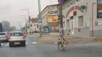 malac-e1666074867789.inbox800x450