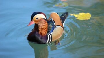 mandarin2