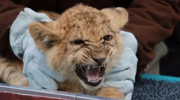 oroszlankolykok_vadaspark_211118_ja-23