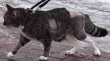Oscar, a macska, bionikus műlábbal
