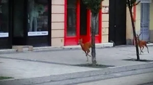 ozek miskolc belvarosaban kun gabor.jpg